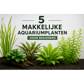 5 Makkelijke Aquariumplanten voor Beginners