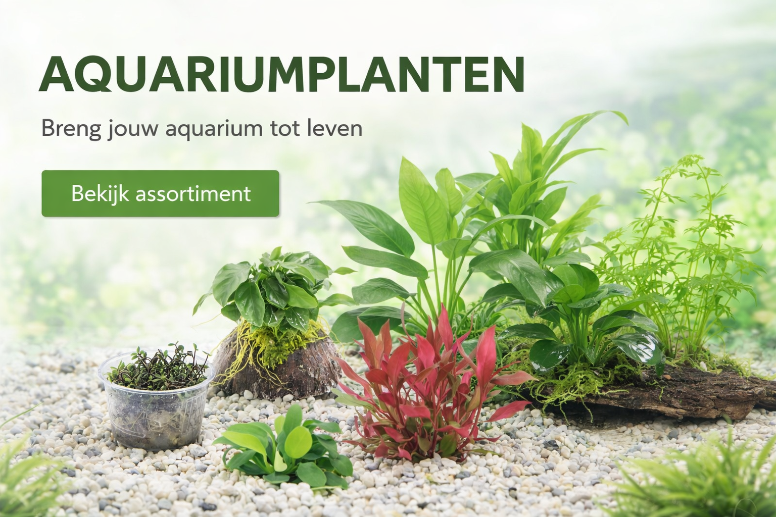 Ontdek onze prachtige aquariumplanten van Aquariastore