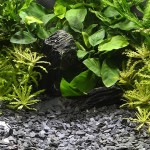 Dennerle Natural Gravel Kongo 3-8 MM