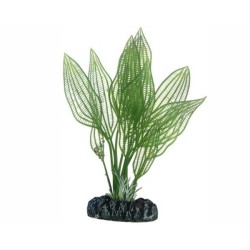 Hobby Plant Aponogeton