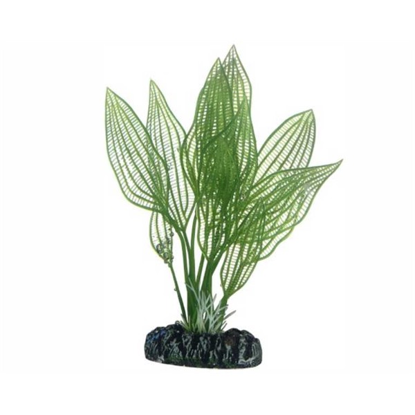 Hobby Plant Aponogeton