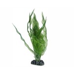 Hobby Plant Aponogeton