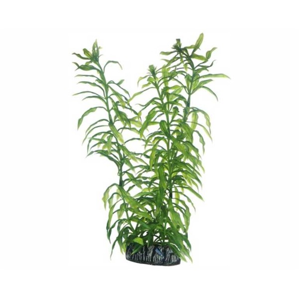 Hobby Plant Heteranthera