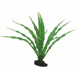 Hobby Plant Crinum