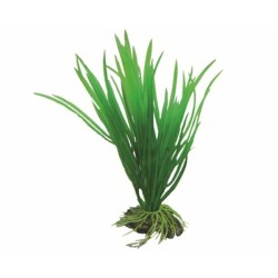Hobby Plant Cyperus 16 CM