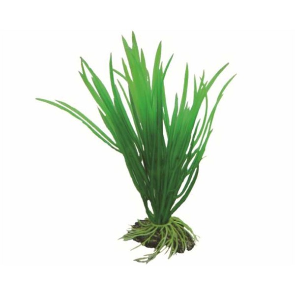 Hobby Plant Cyperus 16 CM