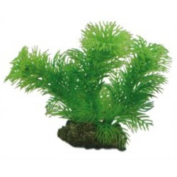 Hobby Plant Egeria