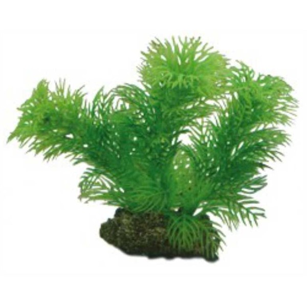 Hobby Plant Egeria