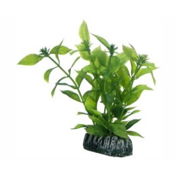 Hobby Plant Hygrophila 13 CM