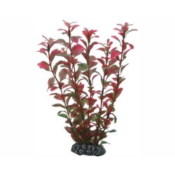 Hobby Plant Ludwigia