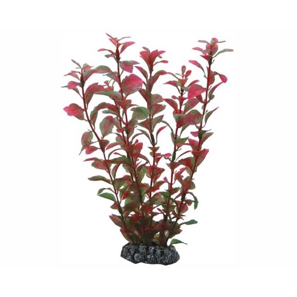Hobby Plant Ludwigia