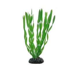 Hobby Plant Vallisneria