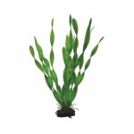Hobby Plant Vallisneria