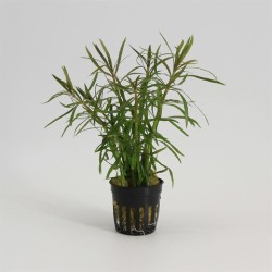 Eustralis Stellata Grof