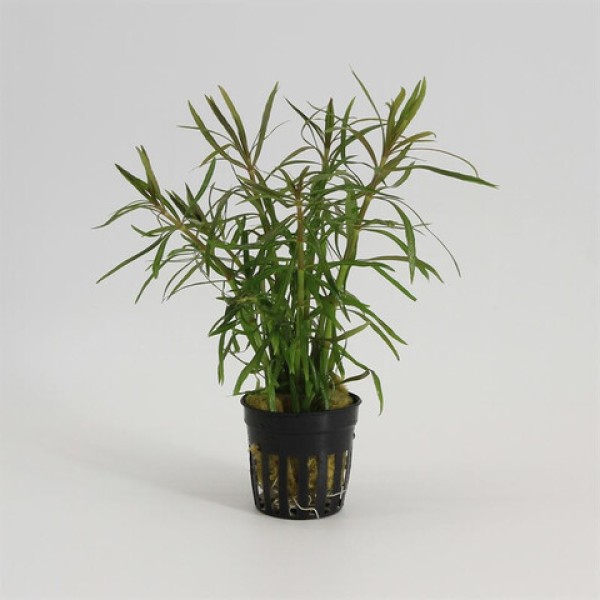 Eustralis Stellata Grof