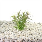 Eustralis Stellata Grof