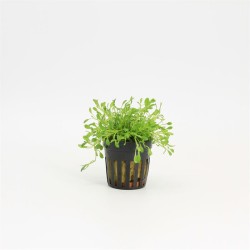 Glossostigma Elantinoides