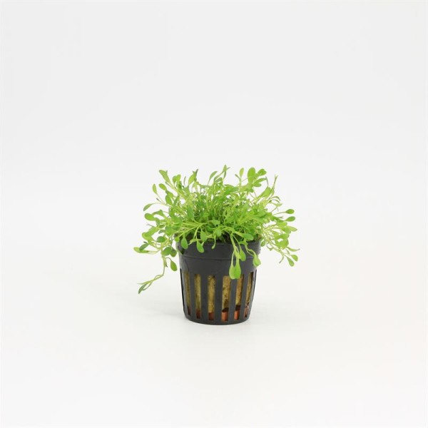 Glossostigma Elantinoides