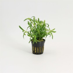 Heteranthera Zosterifolia