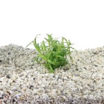 Heteranthera Zosterifolia