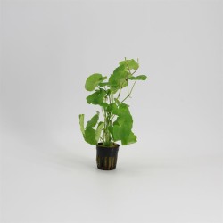 Hydrocotyle Leucocephala