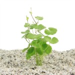 Hydrocotyle Leucocephala