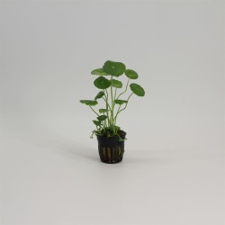 Hydrocotyle Vulgaris