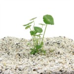 Hydrocotyle Vulgaris