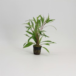 Hygrophila Angustifolia