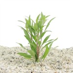 Hygrophila Angustifolia