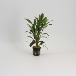 Hygrophila Angustifolia Rubra