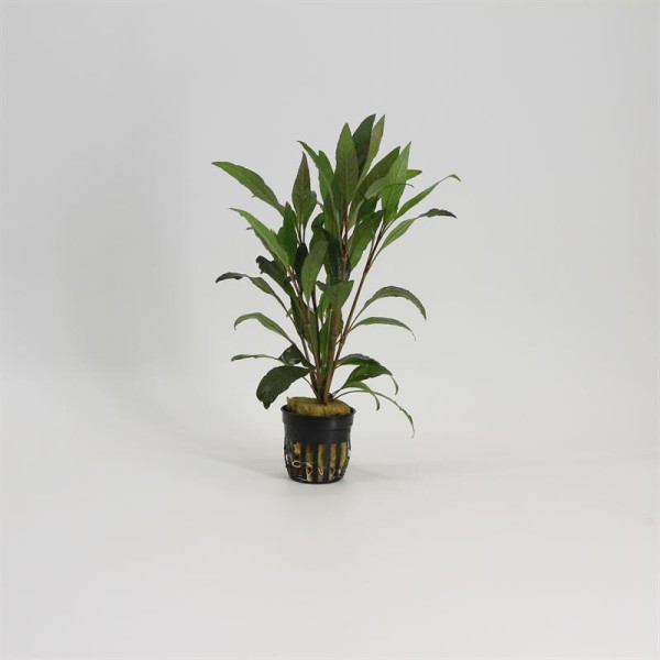 Hygrophila Angustifolia Rubra