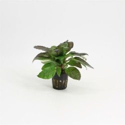 Hygrophila Corymbosa