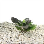 Hygrophila Corymbosa