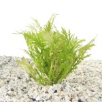 Hygrophila Difformis