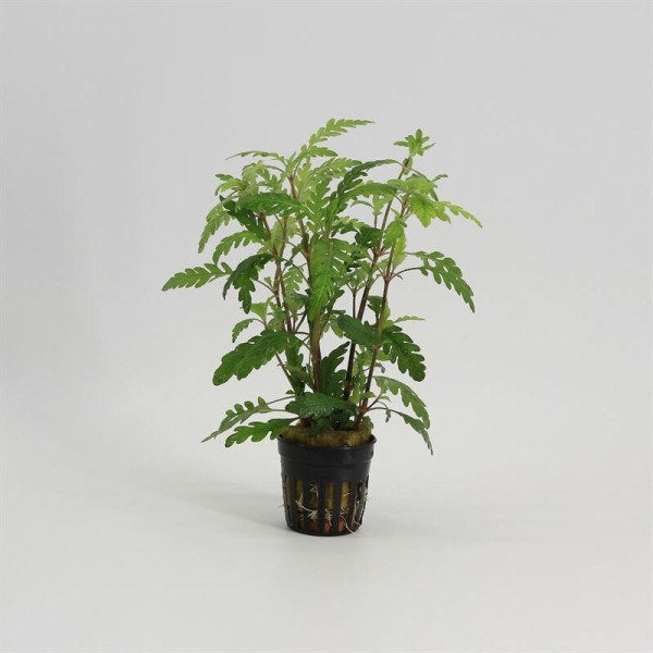 Hygrophila Pinnatifida