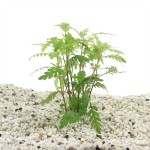 Hygrophila Pinnatifida