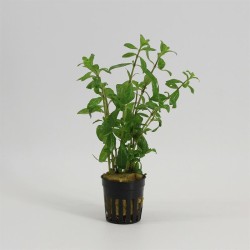 Hygrophila Polysperma