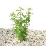 Hygrophila Polysperma