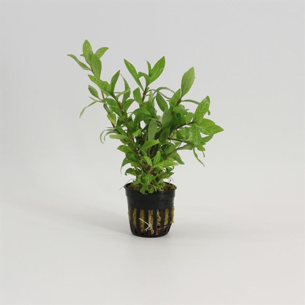 Hygrophila Rosanervig