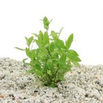 Hygrophila Rosanervig