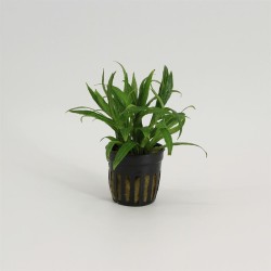 Hygrophila Salicifolia Narrow Leaf