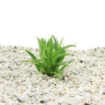 Hygrophila Salicifolia Narrow Leaf