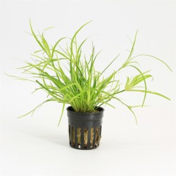 Juncus Repens