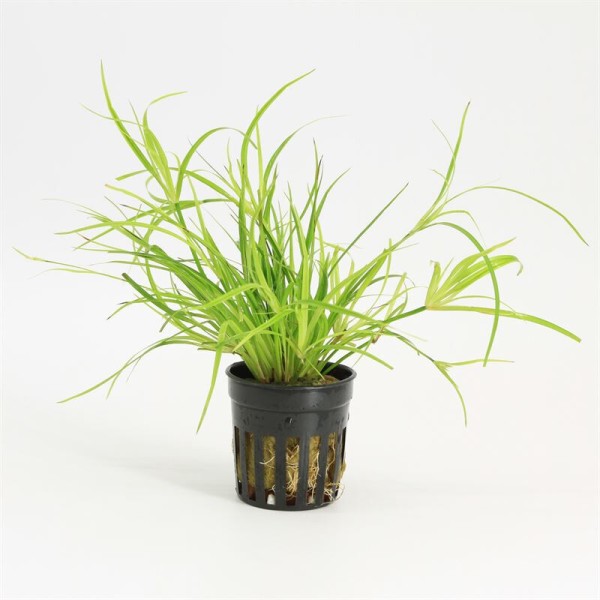 Juncus Repens