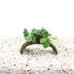 Kokosnoot Armband Met Anubias