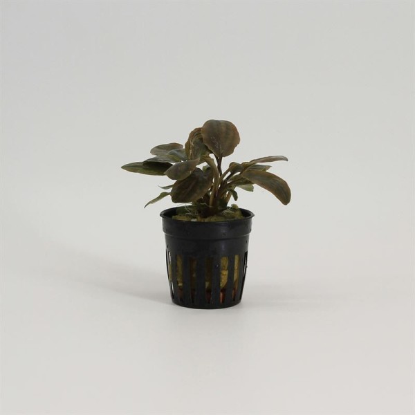 Lagenandra Meeboldii Red