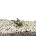 Lagenandra Meeboldii Red