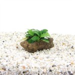 Lavasteen Met Anubias