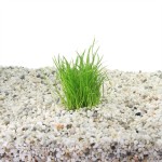 Lileaopsis Mauritius